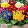 Polyanthus 'Crescendo' -Bulb Garden Store Polyanthus Crescendo