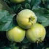 Quince 'Vranja' (patio) -Bulb Garden Store QUIN V15520 A h