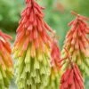 Red Hot Poker 'Traffic Lights' -Bulb Garden Store RED V65534 A h