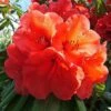 Azalea 'Geisha Orange' -Bulb Garden Store RHOD V59229 A h