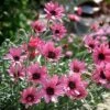 Rhodanthemum 'Pretty In Pink' 1 Rhodanthemum 'Pretty In Pink' -Bulb Garden Store RHOD V64398 A h
