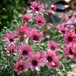 Rhodanthemum 'Pretty In Pink'