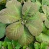 Rodgersia Aesculifolia -Bulb Garden Store RODG V59670 A h