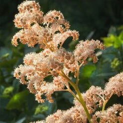 Rodgersia Aesculifolia -Bulb Garden Store RODG V59670 B h