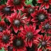 Rudbeckia Hirta 'Cherry Brandy' -Bulb Garden Store RUDB 69017V A h
