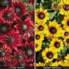Rudbeckia Collection -Bulb Garden Store RUDB V52751 A h
