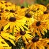 Rudbeckia Fulgida 'Early Bird Gold' -Bulb Garden Store RUDB V58784 A h