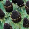 Rudbeckia Occidentalis 'Green Wizard' -Bulb Garden Store RUDB V65834 A h