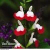Salvia 'Hot Lips' 1 Salvia 'Hot Lips' -Bulb Garden Store SALV V59108 A