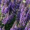 Salvia Nemorosa 'Marcus' -Bulb Garden Store SALV V59672 A h