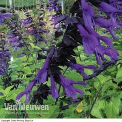 Salvia 'Amistad' -Bulb Garden Store SALV V63491 A
