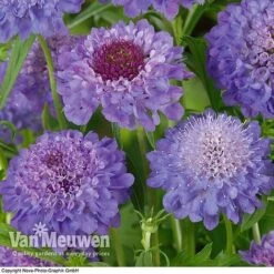Scabious 'Blue Note' -Bulb Garden Store SCAB V11581 B1