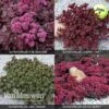 Sedum 'Sunsparkler' Collection -Bulb Garden Store SEDU V82155 A h