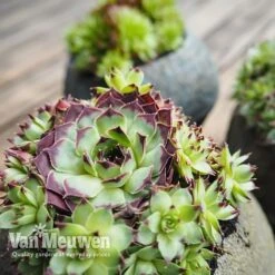 Sempervivum 'Mixed' 17 Sempervivum 'Mixed' -Bulb Garden Store SEMP V65856 B