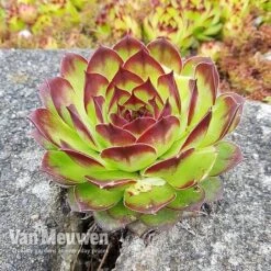 Sempervivum 'Mixed' 18 Sempervivum 'Mixed' -Bulb Garden Store SEMP V65856 C