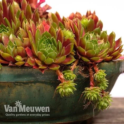 Sempervivum 'Mixed' 11 Sempervivum 'Mixed' - Image 9