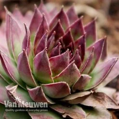 Sempervivum 'Mixed' 13 Sempervivum 'Mixed' -Bulb Garden Store SEMP V65856 G
