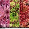 Sempervivum Collection -Bulb Garden Store SEMP V73396 A h