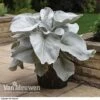 Senecio 'Angel Wings' -Bulb Garden Store SENE VKA3811 A