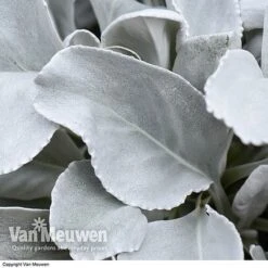 Front Page -Bulb Garden Store SENE VKA3811 B