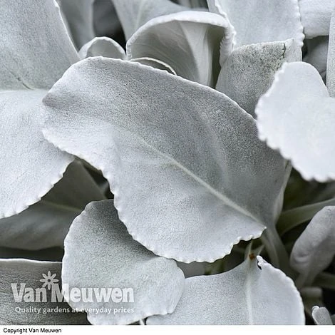 Senecio 'Angel Wings' 3 Senecio 'Angel Wings' - Image 2