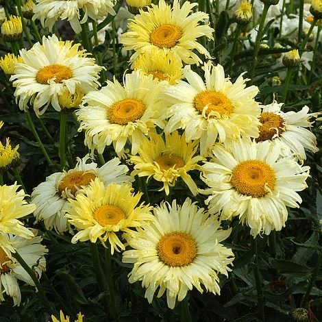 Shasta Daisy 'Goldfinch' 3 Shasta Daisy 'Goldfinch'
