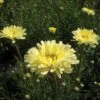 Shasta Daisy 'Real Dream' -Bulb Garden Store SHAS V63475 A h