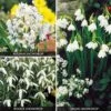 Snowdrop Collection -Bulb Garden Store SNOW V47504 A h