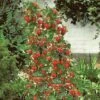 Strawberry 'Mount Everest' -Bulb Garden Store STRA V17835 A h