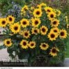 Sunflower SunBelievable™ 'Brown Eyed Girl'