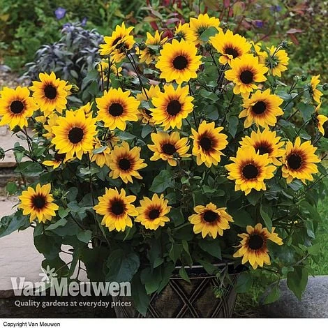 Sunflower SunBelievable™ 'Brown Eyed Girl' 3 Sunflower SunBelievable™ 'Brown Eyed Girl'