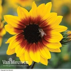 Sunflower SunBelievable™ 'Brown Eyed Girl' 8 Sunflower SunBelievable™ 'Brown Eyed Girl' -Bulb Garden Store SUNB VKA1036 B