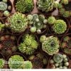 Sempervivum 'Mixed' 1 Sempervivum 'Mixed' -Bulb Garden Store Sempervivum Mixed