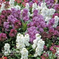 Stocks 'Brompton' -Bulb Garden Store Stocks Brompton