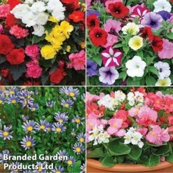 Nurseryman’s Choice Summer Favourites -Bulb Garden Store TM 4image nurseryman without watermark