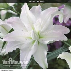 Tree Lily 'Crystal Collection' -Bulb Garden Store TREE 70647 C
