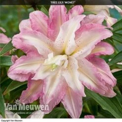 Tree Lily 'Crystal Collection' -Bulb Garden Store TREE 70647 D