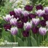 Tulip 'Black Cherry Frost' -Bulb Garden Store TUL V57615 A