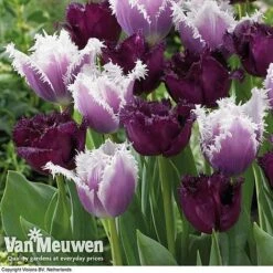 Tulip 'Black Cherry Frost' 5 Tulip 'Black Cherry Frost' -Bulb Garden Store TUL V57615 B