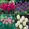 Tulip 'Chic Collection' -Bulb Garden Store TULI 70372V A h