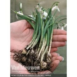 Spring Bulbs In The Green Collection -Bulb Garden Store V59885 B