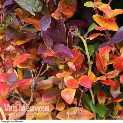 Blueberry 'Duke' -Bulb Garden Store VACC 16574 VA1