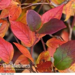 Blueberry 'Duke' -Bulb Garden Store VACC 16574 VA2