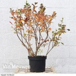 Blueberry 'Duke' -Bulb Garden Store VACC 16574 VA3