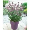 Verbena Bonariensis 'Lollipop' -Bulb Garden Store VERB V58782 A h