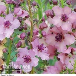 Verbascum X Hybrida 'Southern Charm' -Bulb Garden Store VERB V59782 C