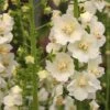 Verbascum Phlomoides 'Snow Maiden' 2 Verbascum Phlomoides 'Snow Maiden' -Bulb Garden Store VERB V65940 A h