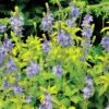 Veronica Prostrata 'Aztec Gold' -Bulb Garden Store VERO V58939 A h