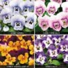 Viola 'Sorbet Collection' -Bulb Garden Store VIOL V57470 A h