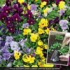 Viola 'Autumn Jewels Mixed' (Garden Ready) -Bulb Garden Store VIOL V63903 A h